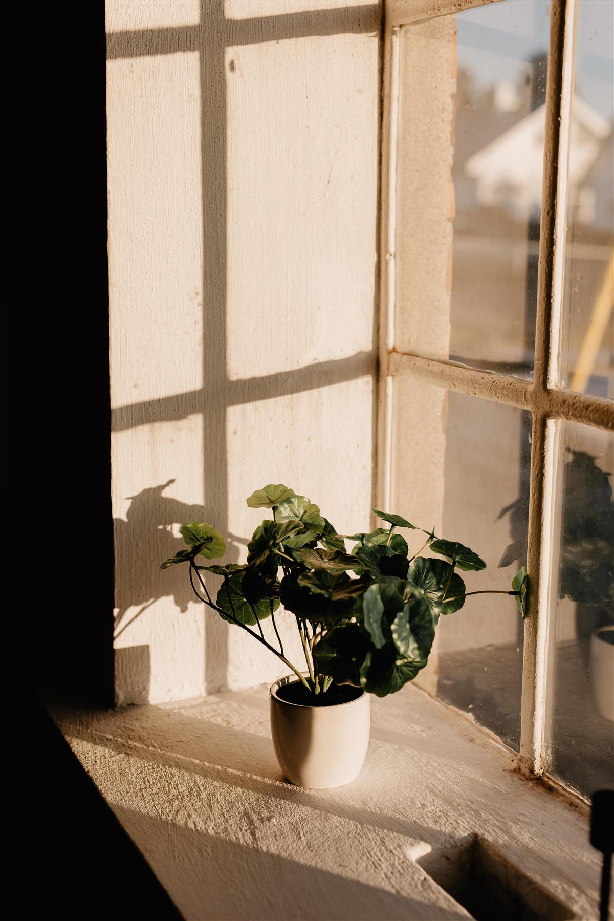 Ein liten plante i ein kvit potte står i ein vindaugskarm i varmt sollys. - Klikk for stort bilete