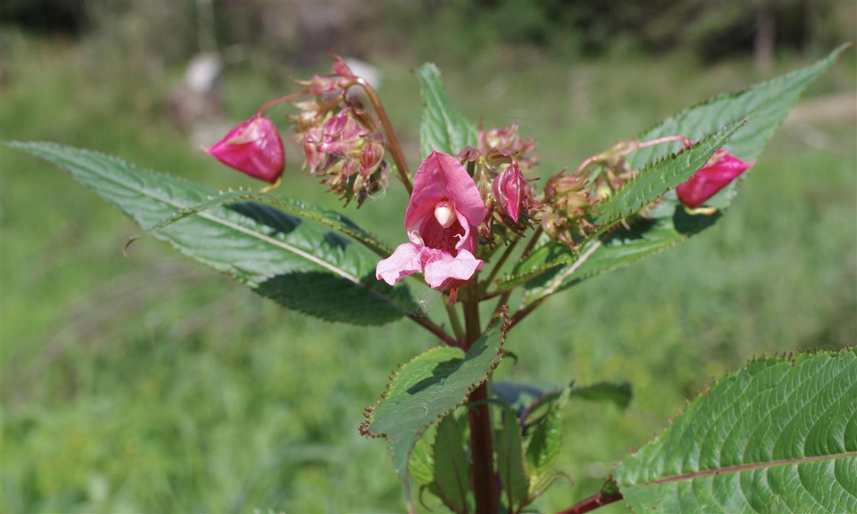 Rosa blomst - Klikk for stort bilete